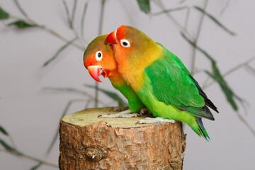 Pfirsichköpfchen Paar (Agapornis fischeri) in einer Voliere.