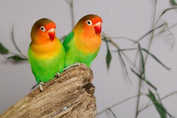 Pfirsichköpfchen Paar (Agapornis fischeri) in einer Voliere.