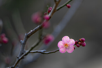 Fototapeta na wymiar 可愛いピンクの梅の花と木