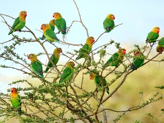 Schwarm Pfirsichköpfchen (Agapornis fischeri) in Tansania.