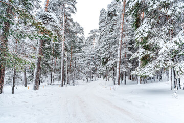 Beautiful winter landscape of pine forest with snow