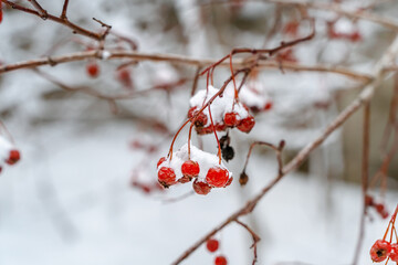 Winter natural background with berries in the forest with snow