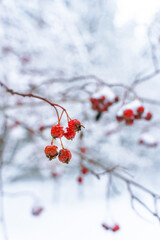 Winter natural background with berries in the forest with snow