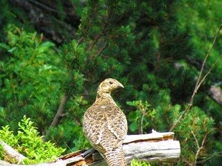Rock ptarmigan (Lagopus muta) medium sized bird of the grouse family