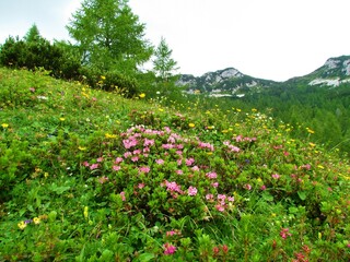 Pink hairy alpenrose (Rhododendron hirsutum) flowers and other yellow flowers in a colorful alpine wild garden