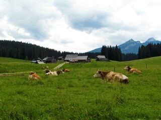 Fototapeta na wymiar Cows resting on a pasture and a pastoral settlement at Pokljuka in Julian alps and Triglav national park, Slovenia