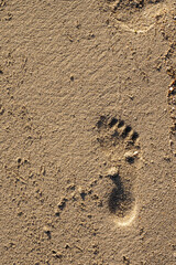 Fototapeta na wymiar Small child bare foot print on a warm sand. Summer holiday and time concept. Copy space. Day on a beach.