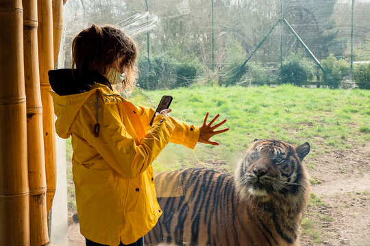 Young slim teenager girl in yellow jacket in a zoo. Holding her hand on safety glass and taking picture of stunning tiger on the other side looking at her. Human and beast closeness.