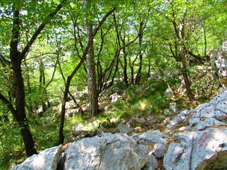 Fototapeta premium Broadleaf, temperate, deciduous forest with grass covering the ground and sunlight shining through the canopy