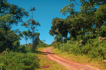 A dirt road against forest at Aberdare National Park, Kenya