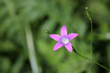 Bluebell flower on blurred green background. Wildflower on summer meadow