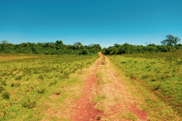 Fototapeta na wymiar Scenic field against sky in the moorland ecological zone of Aberdare National Park, Kenya 