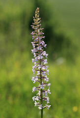 A fragrant orchid (Gymnadenia conopsea) on the xerothermic grassland in Poland