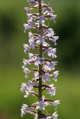A fragrant orchid (Gymnadenia conopsea) on the xerothermic grassland in Poland