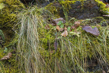 A stone wall with green moss, grass, plants and brown leaves, natural rock and greenery texture background