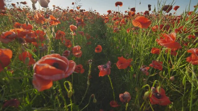A large field of red poppy flowers at sunset. Smooth movement.