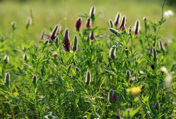 A rare clover species (Trifolium rubens) on the xerothermic grassland in Poland