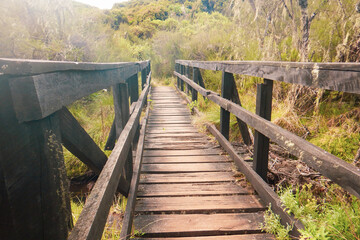 A wooden footpath in the forest at Aberdare National Park, Kenya