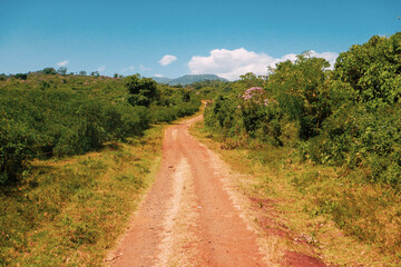 Fototapeta na wymiar A dirt road against forest at Aberdare National Park, Kenya