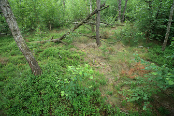 Obraz premium A drained forest peat bog (bog forest) in eastern Poland
