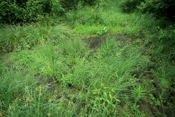 Sedge rushes in the place of drained peat bogs in eastern Poland