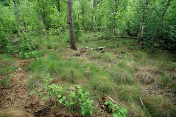 A drained forest peat bog (bog forest) in eastern Poland