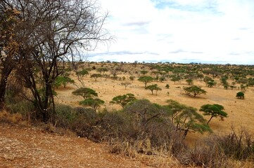 Biotop des Pfirsichköpfchens (Agapornis fischeri) in Tansania.