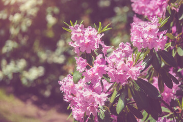 pink rhododendron blooms in the Botanical garden
