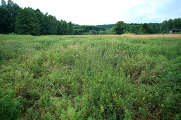 Nitrophilic vegetation poor in species in the place of drained peat bogs in central Poland (Kuyavian-Pomeranian Voivodeship)