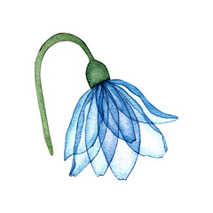 Watercolor snowdrop flower of blue color with transparent petals. - 483973281