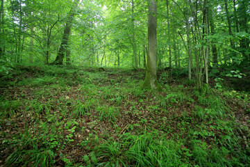 Broadleaved forest in Romincka Forest (north-east Poland)