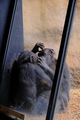 Chimpanzees brushing each other's hair.