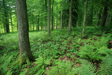Fototapeta na wymiar Broadleaved forest in Romincka Forest (north-east Poland)