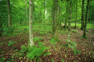 Broadleaved forest in Romincka Forest (north-east Poland)
