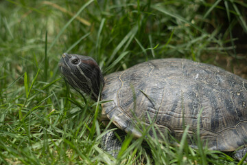 turtle on the grass