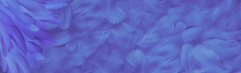 Blue purple feathers on  feathered background banner - long thin feathers in left corner against a...