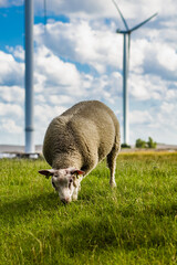 Close-up image of a sheep in a Dutch landscape with green grass and windmills. Ecology, wind energy and climate, concept - obrazy, fototapety, plakaty