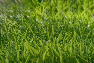 Close-up of fresh seedlings and growing green shoots, seedlings and sprouts of long-leaved morning glory in bright sunlight.