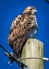Red-tailed Hawk on a pole in the Anahuac National Wildlife Refuge!