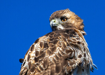 Close-up of a Red-tailed Hawk in the Anahuac National Wildlife Refuge!