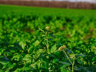 Young fresh rapeseed plants with few flowers