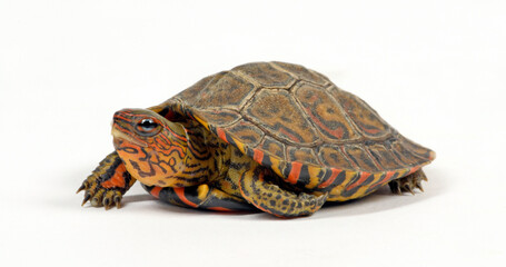 Obraz premium Painted wood turtle, Central American wood turtle // Pracht-Erdschildkröte (Rhinoclemmys pulcherrima manni)