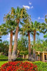 Palm trees in the park