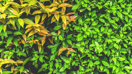 Green leaves pattern background, Natural background and wallpaper. in Phuket Thailand.