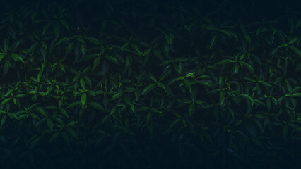 Green leaves pattern background, Natural background and wallpaper. in Phuket Thailand.