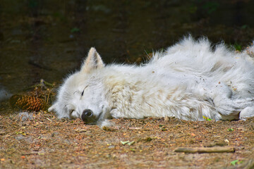 Wolf, Weißer Wolf, Hintergrund, Schlafender Wolf
