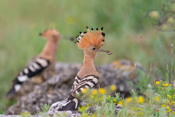 Eurasian or common hoopoe Upupa epops, in the wild © Tatiana