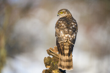 Eurasian sparrowhawk, Accipiter nisus, known as the northern sparrowhawk sitting on the dry trunk. Sparrowhawk in winter