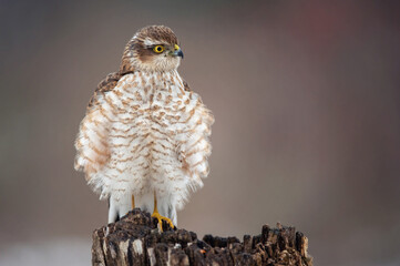 Bird Euarsian sarrowhawk, Accipiter nisus Close up
