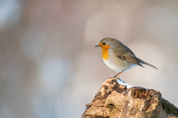 Garden Birds. Robin Erithacus rubecula. The bird sits in the forest on a snag in winter